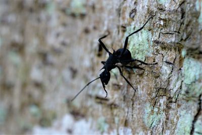 Close-up of insect on tree trunk