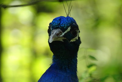 Close-up portrait of a bird