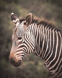 Close-up of a zebra
