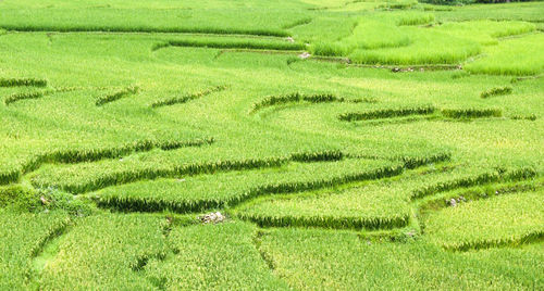 Scenic view of rice field