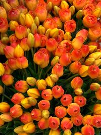 Full frame shot of red tulips