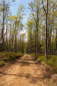 Dirt road along trees in forest