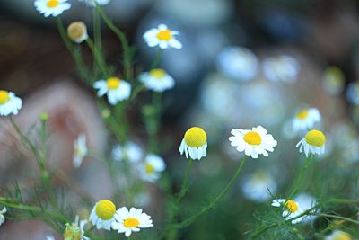 Close-up of white daisy flowers