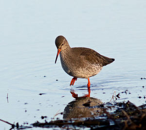 Close-up of bird perching on a lake