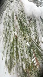 Close-up of pine tree during winter