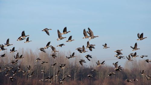 Flock of birds flying over field against clear sky