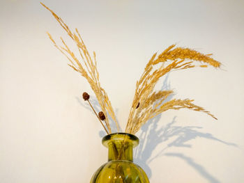 Close-up of plant in vase against white background