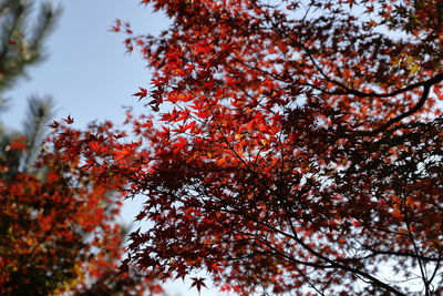 Low angle view of maple tree against sky