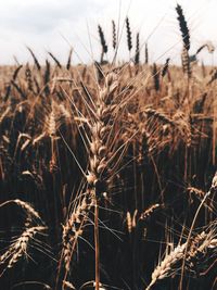 Close-up of wheat growing on field against sky