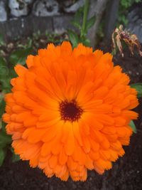 Close-up of orange flowers blooming outdoors