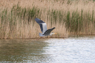 High angle view of gray heron flying over lake