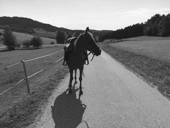 Saddled horse is standing in the street waiting