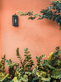 Close-up of potted plant against wall