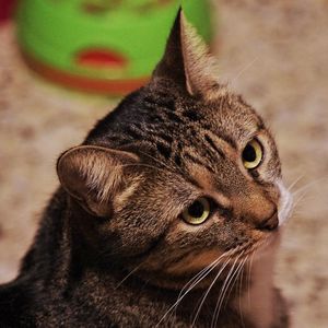 Close-up of a cat looking away