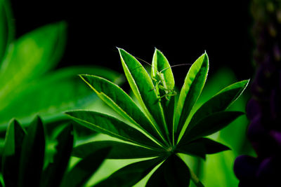 Close-up of green leaves