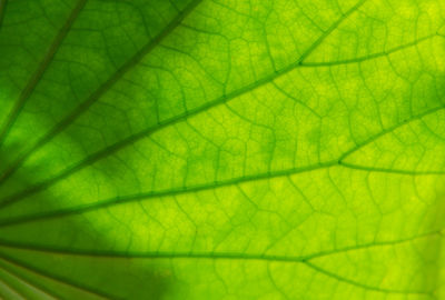 Macro shot of green leaf