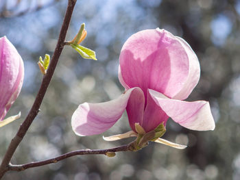 Close-up of pink flowers blooming on tree