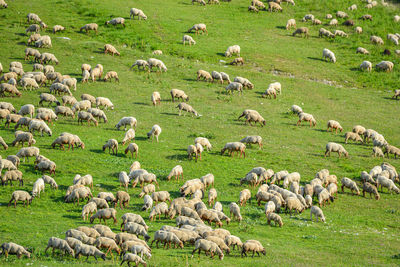 Flock of sheep grazing on field