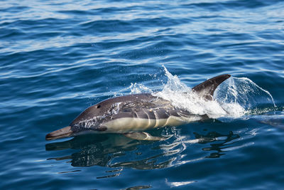 A common dolphin in algoa bay, port elizabeth