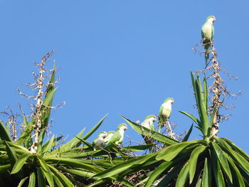 Low angle view of flowering plants against clear blue sky