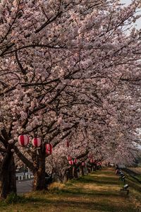 Pink cherry blossoms in park