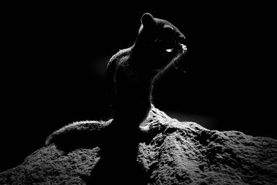 Close-up of horse against black background