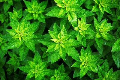 A pattern of green plant leaves, top view. rosettes and bright green petals on the flower bed.