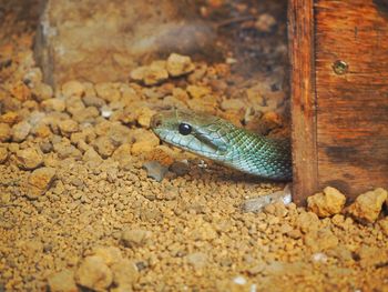 Close-up of lizard on rock