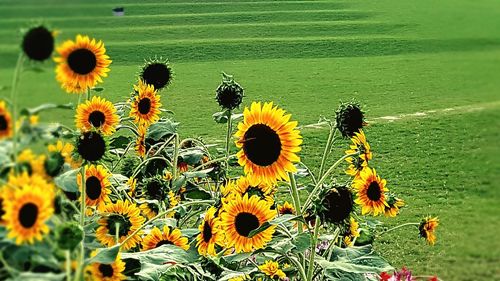 Close-up of sunflowers growing in field