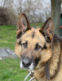 Portrait of a german shepherd 