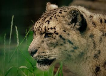 Close-up of a snow leopard looking away
