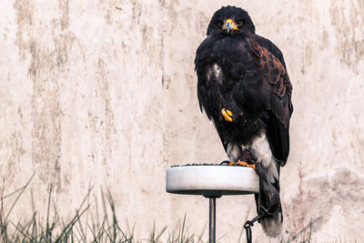 Low angle view of eagle perching on structure against wall