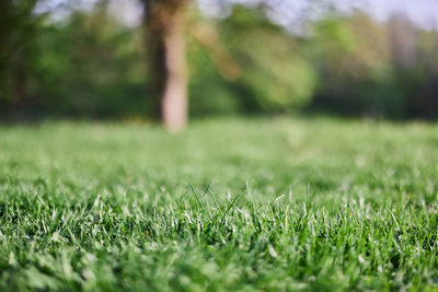 Close-up of grass