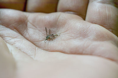 Close-up of insect on hand