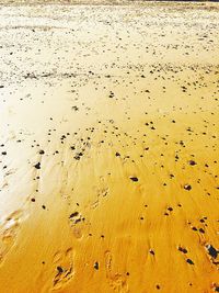 Full frame shot of birds on sand