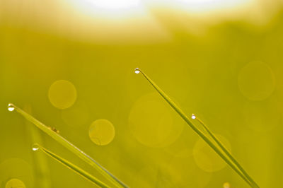 Close-up of wet grass on field