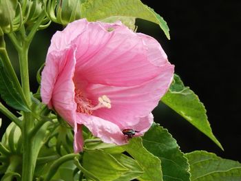 Close-up of pink hibiscus blooming outdoors