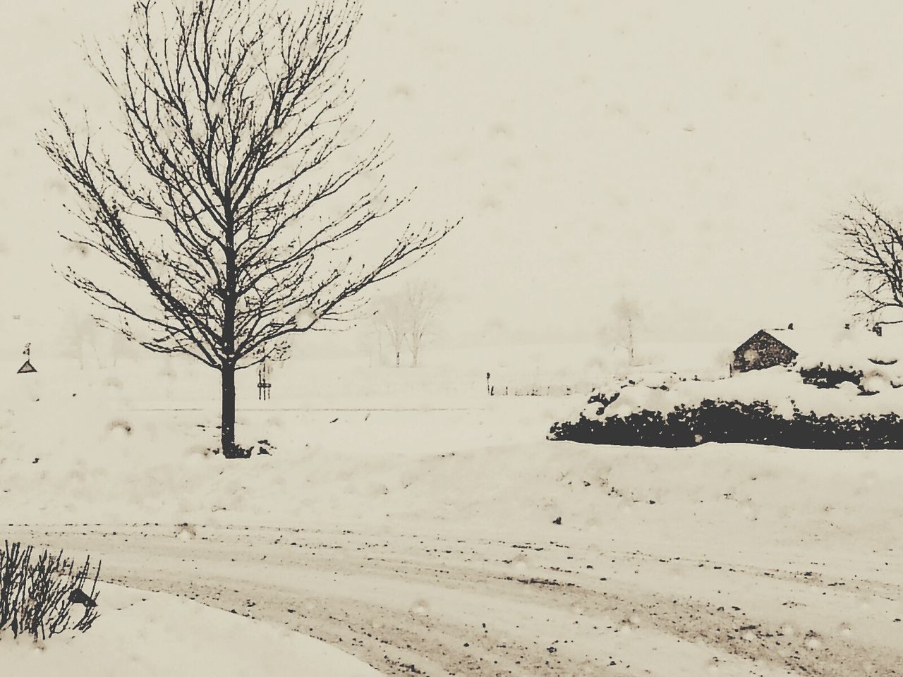 winter, cold temperature, snow, bare tree, weather, tree, clear sky, tranquility, landscape, nature, season, tranquil scene, field, covering, copy space, day, snow covered, beauty in nature, no people