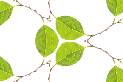 Close-up of fresh green plant against white background