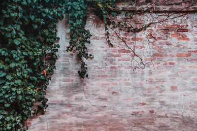 Close-up of ivy on tree