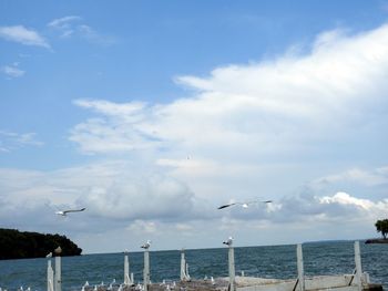 Seagulls flying over sea