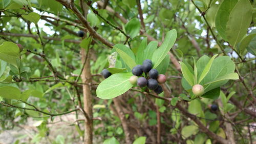 Close-up of fruits on tree