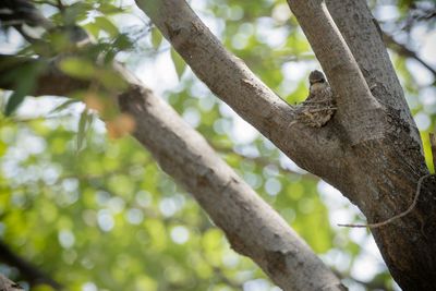 Low angle view of lizard on tree