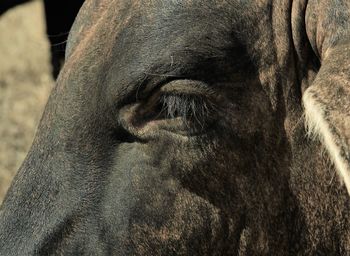 Close-up of horse