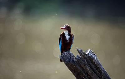 White throated kingfisher on a perch