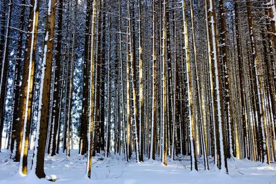 Trees in forest during winter