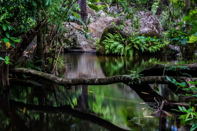 Scenic view of waterfall in forest