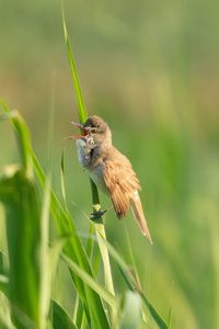 Close-up of a bird on a field