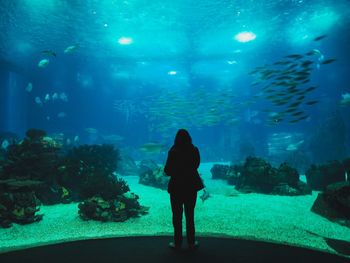 Full length of fish swimming in sea