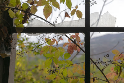 Close-up of plants against window during autumn